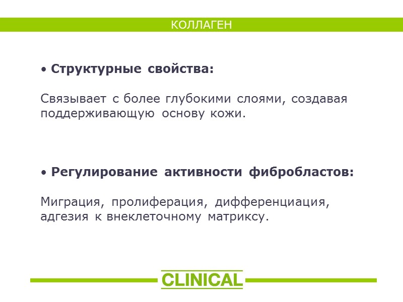 КОЛЛАГЕН  Структурные свойства:  Связывает с более глубокими слоями, создавая поддерживающую основу кожи.